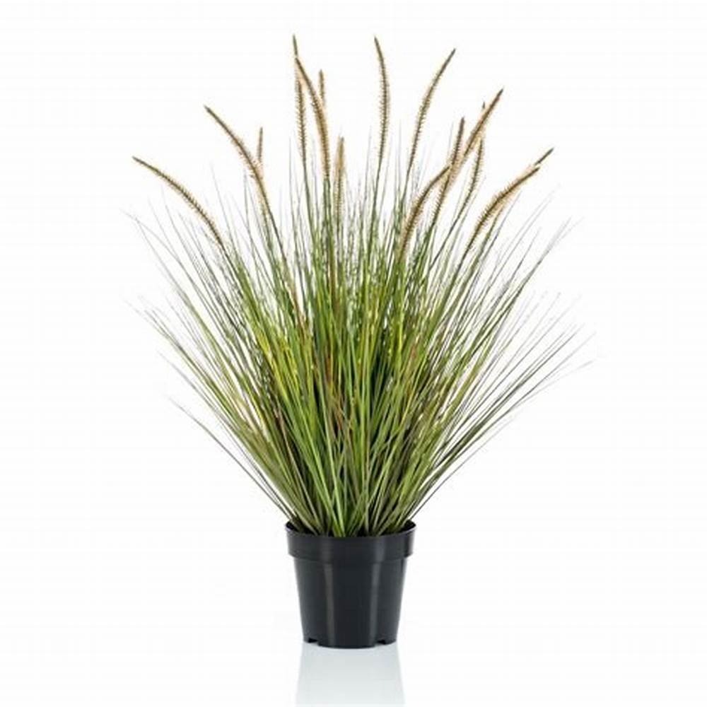 Fountain Grass